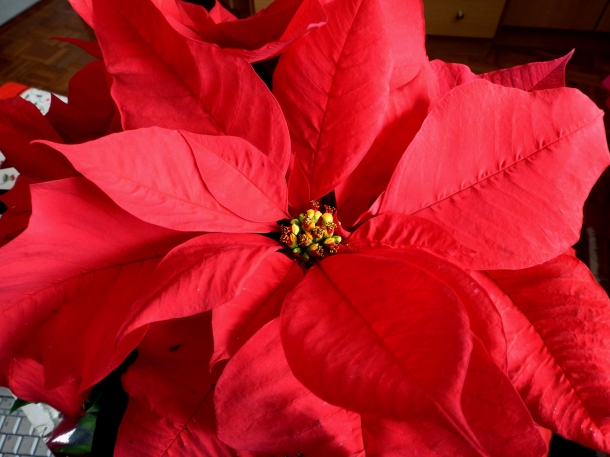 flor de natal