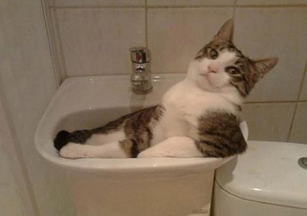10 Gatos Sentados Pensando na Vida como Verdadeiros Filósofos